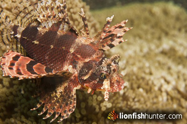 Fuzzy Dwarf Lionfish