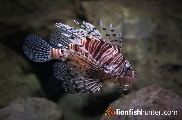 Radiata Lionfish