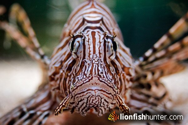 Russell’s Lionfish