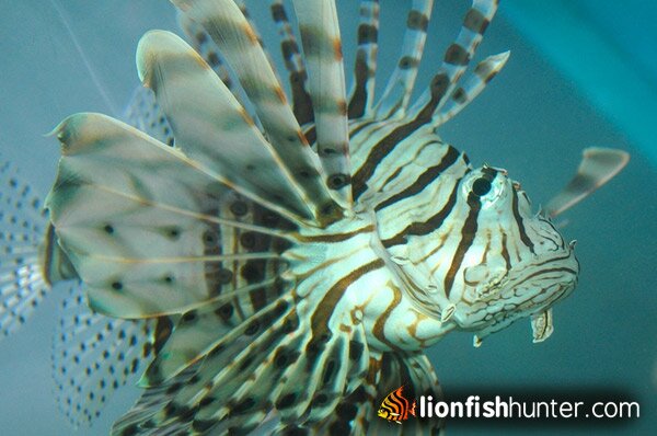 Volitan Lionfish