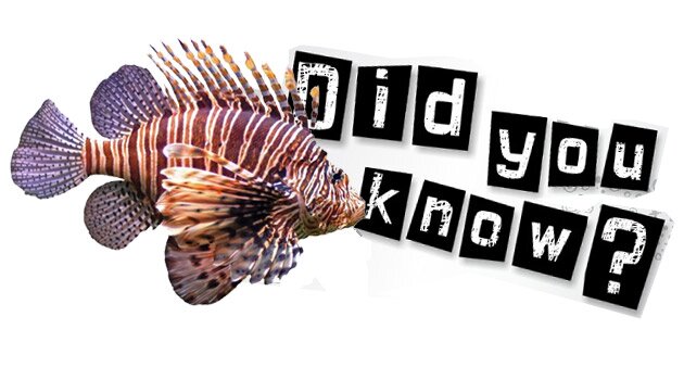 Lionfish Facts