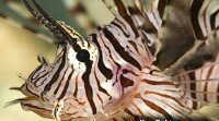 Lionfish Sting