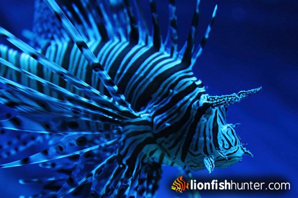 Zebra Lionfish